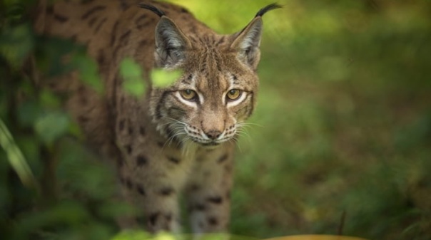 Centro Nacional de Reprodu&ccedil;&atilde;o de lince-ib&eacute;rico procura volunt&aacute;rios