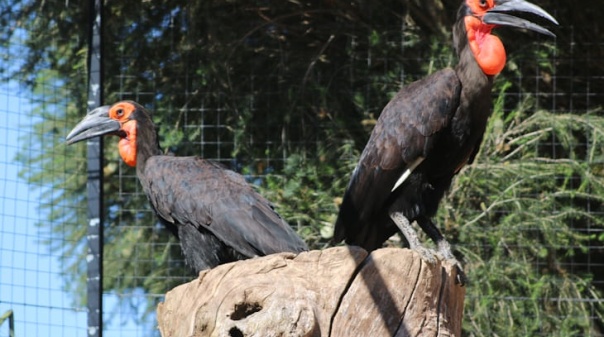 Zoo de Lagos regista primeiro nascimento de um calau-terrestre em Portugal