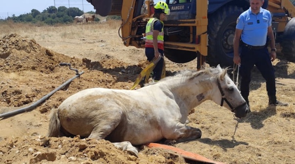 V&aacute;rias entidades resgataram cavalo que caiu numa vala em Albufeira 