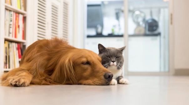 Como podem reagir c&atilde;es e gatos ao eclipse solar de 12 de agosto?