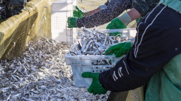 Produtores do Algarve prop&otilde;em paragem da pesca com ganchorra por um m&ecirc;s e meio