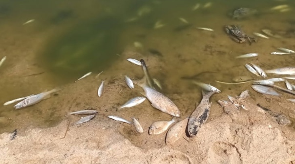 Baixo n&iacute;vel de oxig&eacute;nio provoca morte de peixes na Ribeira de Alcantarilha