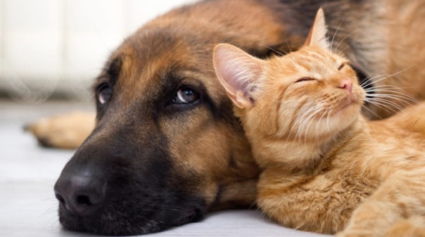 Dia Mundial do Animal assinalado em Albufeira com programa especial