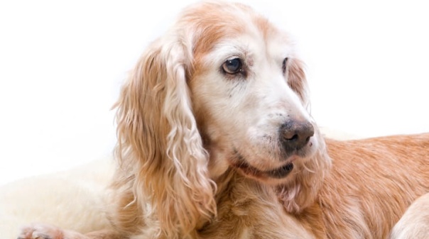Loul&eacute; abre concurso para o c&atilde;o mais idoso do concelho