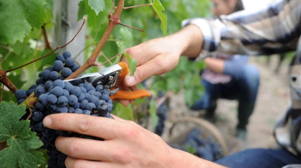 Viticultura algarvia espera subir produ&ccedil;&atilde;o e atingir quase 2 milh&otilde;es de litros