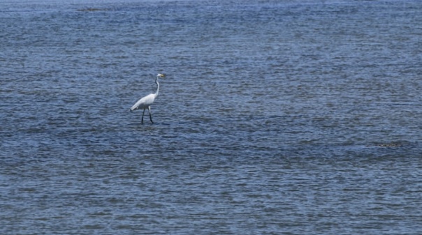 Associa&ccedil;&otilde;es defendem que Lagoa dos Salgados deve ser reserva natural
