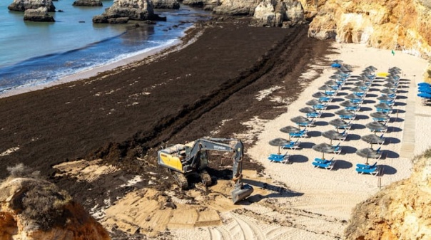 Grandes quantidades de algas est&atilde;o a ser removidas em praia de Portim&atilde;o