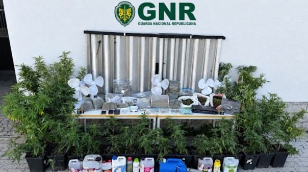 GNR desmantela estrutura de produ&ccedil;&atilde;o de can&aacute;bis e det&eacute;m tr&ecirc;s pessoas em Tavira