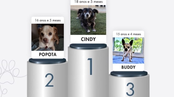 J&aacute; &eacute; conhecido o &ldquo;C&atilde;o mais idoso do concelho de Loul&eacute;&rdquo;