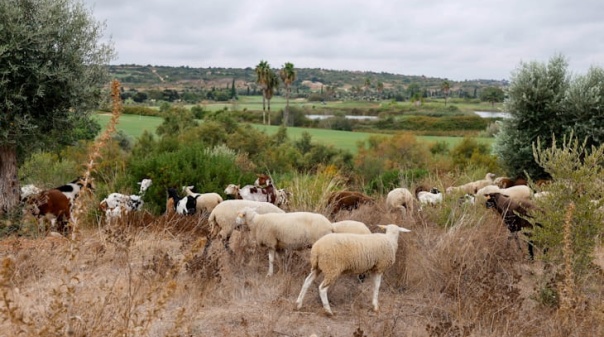 Ovelhas e cabras fazem manuten&ccedil;&atilde;o natural de empreendimento tur&iacute;stico em Silves 