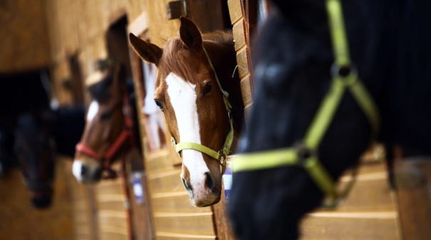 Marina de Albufeira recebe 2&ordf; edi&ccedil;&atilde;o da Feira Equestre do Sul