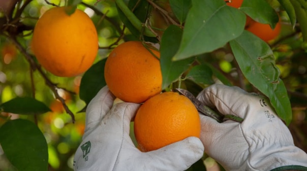 Frusoal investe 515 mil euros em laborat&oacute;rio para estudar praga que amea&ccedil;a citrinos no Algarve