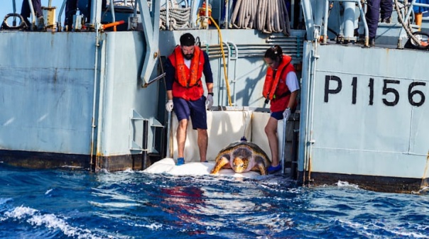 Tartaruga devolvida ao mar do Algarve ap&oacute;s 20 anos em recupera&ccedil;&atilde;o 