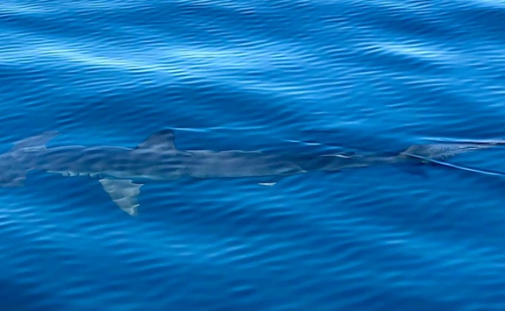 Skepticism silhouette lightly Biólogo marinho avista tubarão-martelo a 2 milhas da Culatra (C/Vídeo)