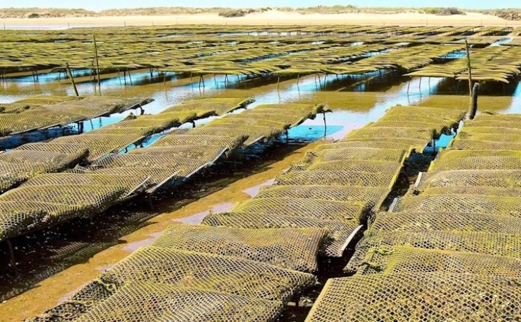 CCDR promove projetos do agroalimentar e da economia do mar apoiados por fundos europeus