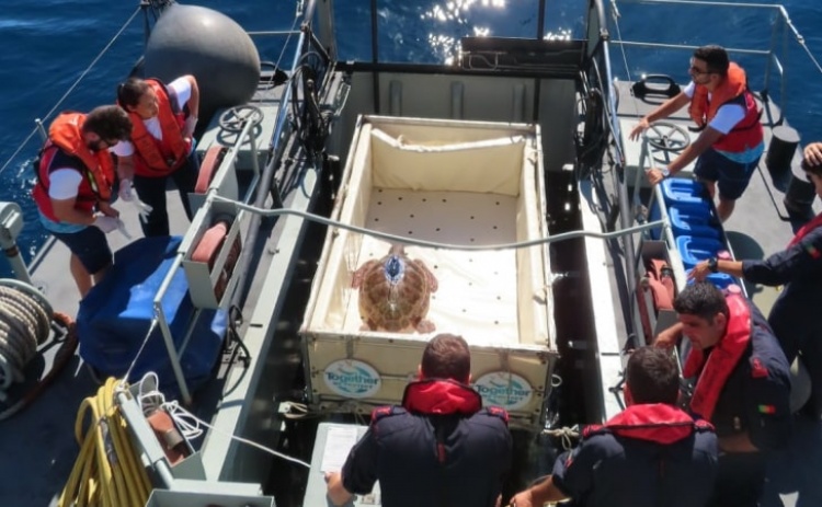 Marinha e Zoomarine libertam esta quinta-feira duas tartarugas ao largo de Portimão
