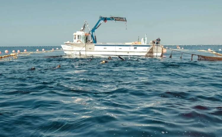 Captura de 100 atuns-rabilho a sul de Tavira marca início de campanha no Algarve 