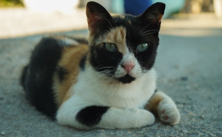 Deputado do PAN Olhão propõe iniciativa para assinalar Dia Mundial dos Animais de Rua