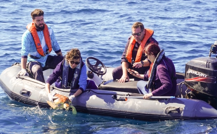 Vénus, reabilitada no Porto d’Abrigo do Zoomarine regressou hoje ao mar