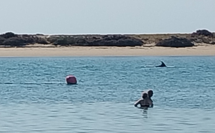 Grupo de golfinhos avistado na Ria Formosa
