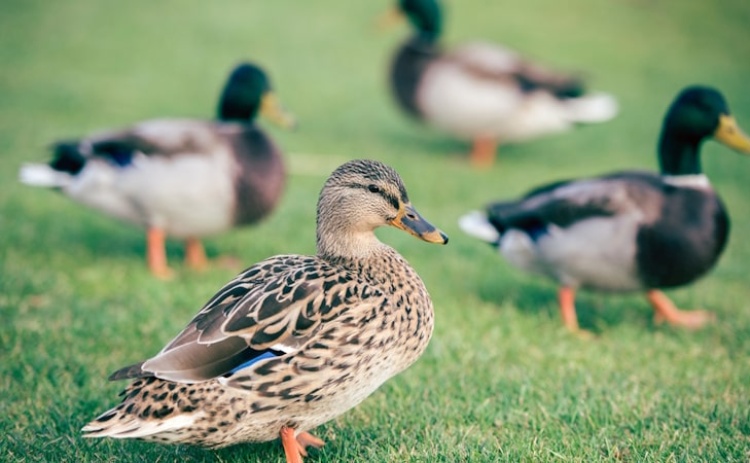 Gripe das aves detetada em Olhão