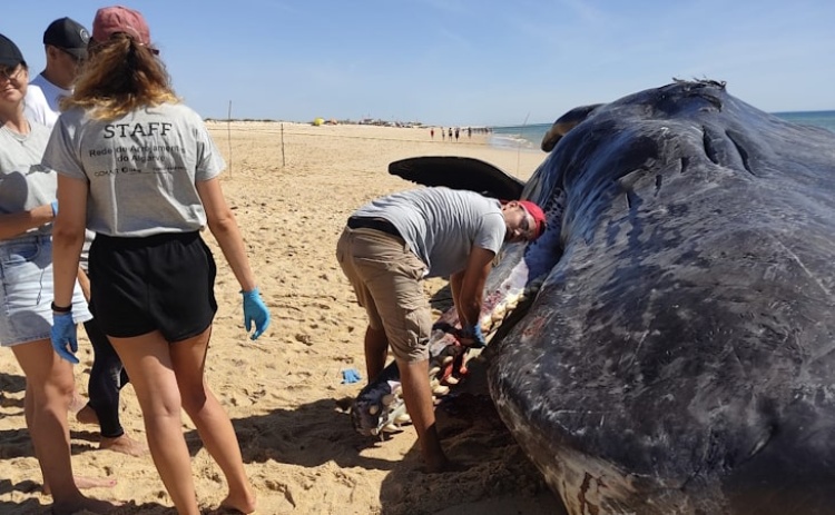 Cachalote de 14 toneladas arrojou na Ilha da Armona 