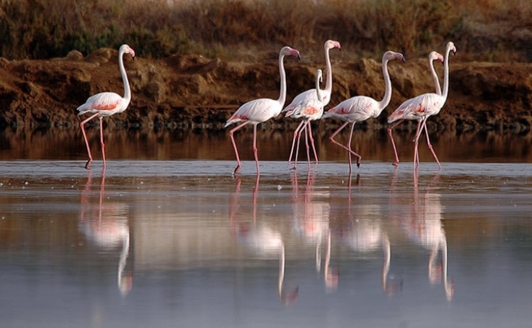 RTA entrega prémios do passatempo de fotografia "Ria mais que Formosa" 