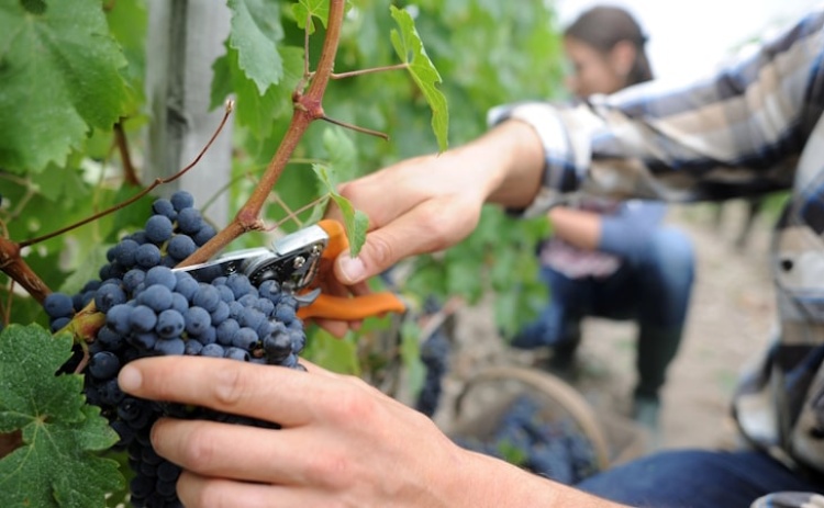 Produção de vinho no Algarve com quebra de 10% devido à instabilidade climática