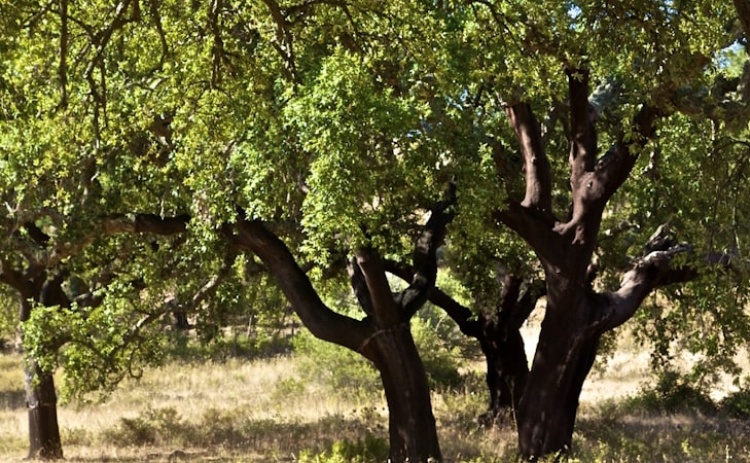 Projeto quer reforçar resiliência do sobreiro face às alterações climáticas no Algarve