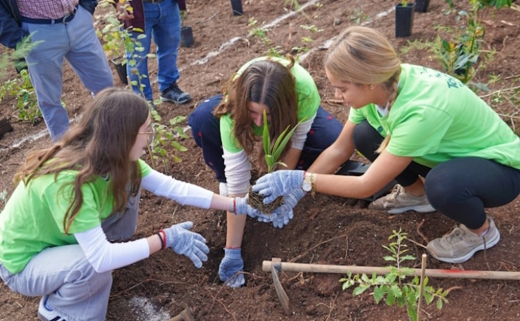 Alunos e professores plantaram minifloresta Miyawaki em escola de Messines 