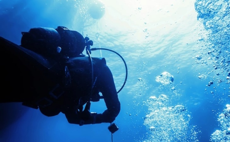 Área marinha protegida no Algarve com 40 novos registos de espécies