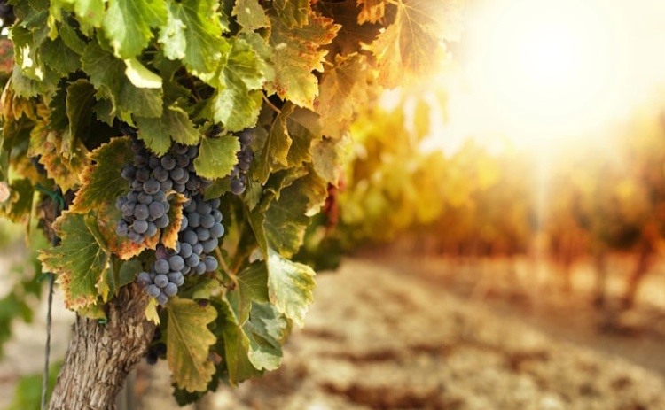 Vinho algarvio ultrapassou estigma de má qualidade mas exportação exige escala