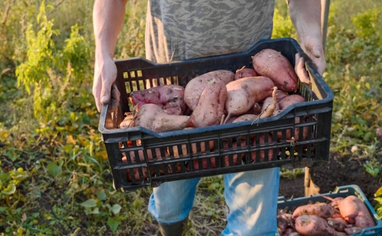 Festival da Batata-doce de Aljezur prevê vender 12 toneladas e atrair 15 mil pessoas