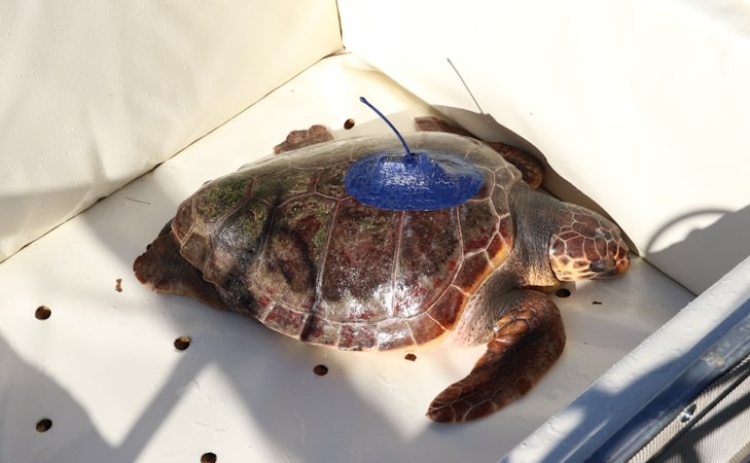 Tartaruga devolvida ao mar pelo Zoomarine percorreu 9.203 km e já é caso de estudo internacional