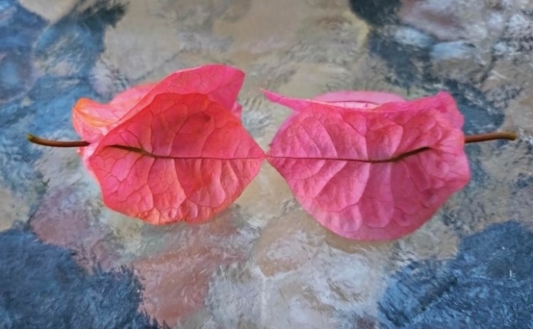 Biblioteca de Portimão apresenta obra literária de Filomena Sequeira