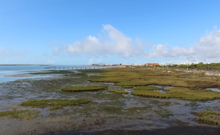 Governo aprova programa de prote&ccedil;&atilde;o das pradarias marinhas com destaque para a Ria Formosa