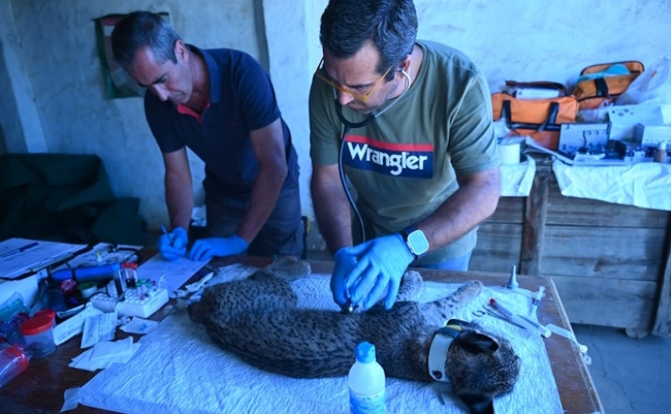 Monitoriza&ccedil;&atilde;o do Lince-Ib&eacute;rico alcan&ccedil;a resultados hist&oacute;ricos no Sul de Portugal