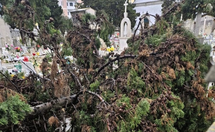 Autarquia de Faro aposta num novo modelo de gest&atilde;o do arvoredo urbano