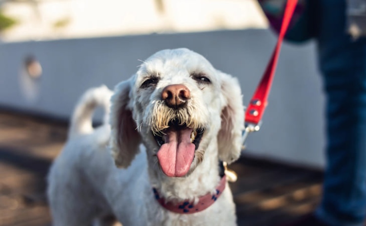 C&atilde;ominhadas de Albufeira arrancam no dia 24 e j&aacute; t&ecirc;m inscri&ccedil;&otilde;es abertas