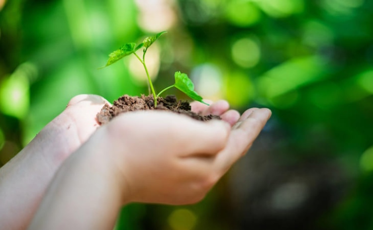 Abertas candidaturas para pr&eacute;mio liter&aacute;rio: Medronheiro Selvagem