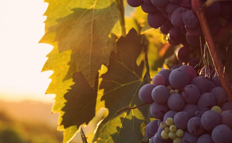 Museu Municipal de Loul&eacute; volta a promover "Hist&oacute;rias e Sabores" em Quarteira