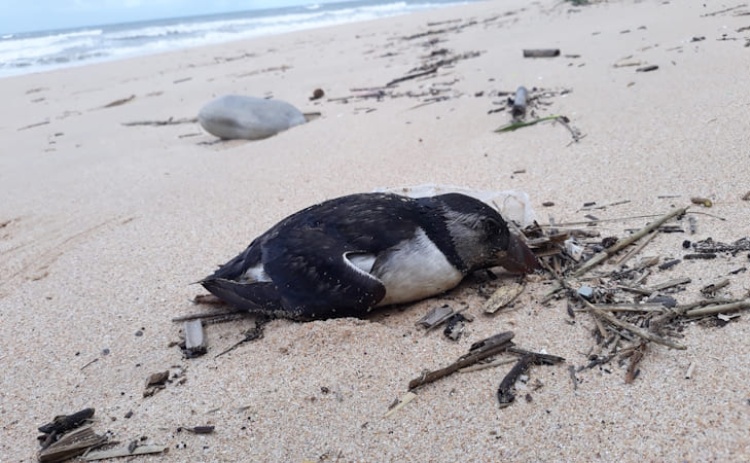 Onda de papagaios-do-mar nas praias portuguesas. SPEA pede registo de ocorr&ecirc;ncias