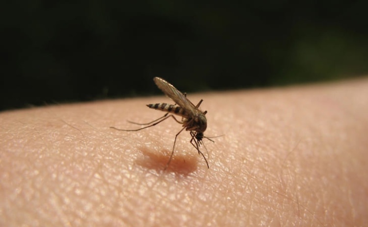 Portugal na &aacute;rea de maior risco na Europa de transmiss&atilde;o do v&iacute;rus Chikungunya