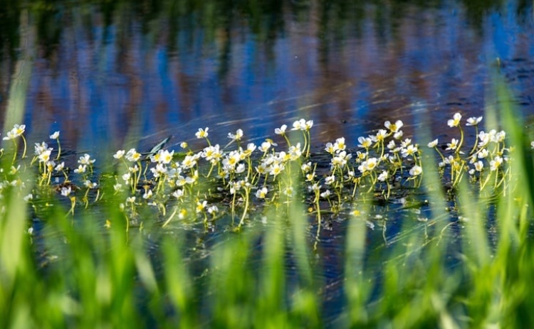 Alagoas Brancas v&atilde;o ser discutidas na Assembleia da Rep&uacute;blica