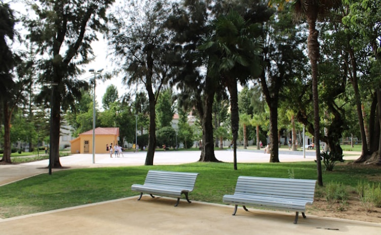 Assembleia Municipal de Faro aprovou cria&ccedil;&atilde;o do Regulamento de Gest&atilde;o do Arvoredo Urbano