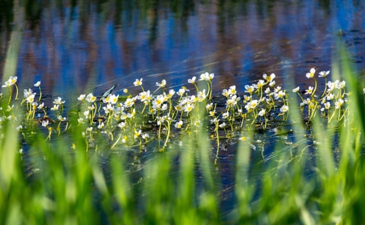 PS critica PSD por "quebrar a unanimidade" na defesa da Reserva Natural das Alagoas Brancas  