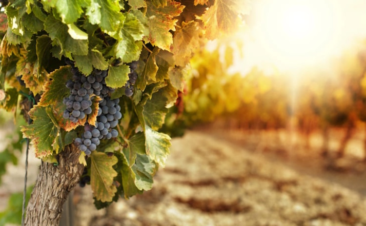 Casa Mem&oacute;ria de Loul&eacute; recebe visita tem&aacute;tica sobre o 25 de Abril com prova de vinhos 