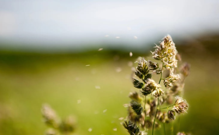 Concentra&ccedil;&atilde;o de p&oacute;len elevada nas regi&otilde;es centro e sul a partir de 6.&ordf; feira