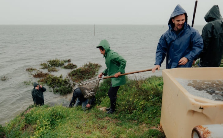 Esta&ccedil;&atilde;o Piloto de Piscicultura de Olh&atilde;o libertou centenas de corvinas na Ria Formosa