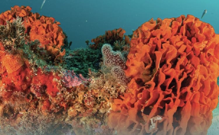 Exposi&ccedil;&atilde;o sobre "Pedra do Valado" patente na Biblioteca de Silves 